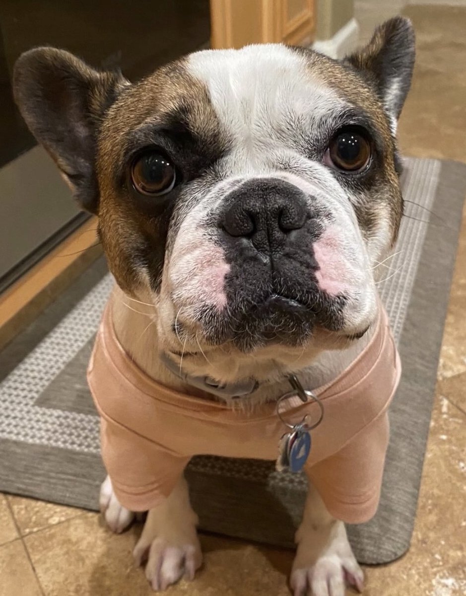 Stella